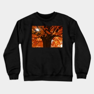 ​Autumn Orange Acer Maple Tree Crewneck Sweatshirt